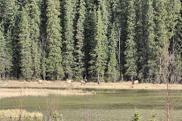 Herd of Elk