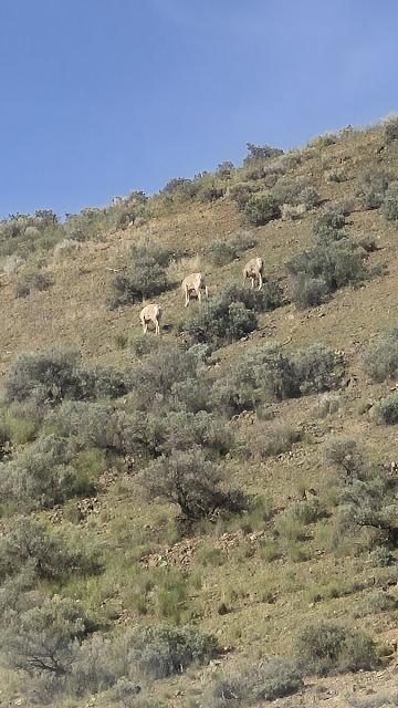Big Horn Sheep