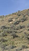Big Horn Sheep